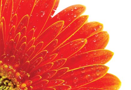 Design for Life: For the Love of Color: Explore Your Response to Colors Image